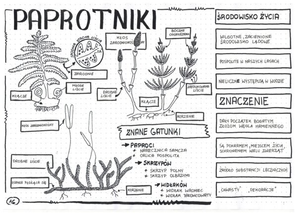 Paprotniki - klasa 5 - sketchnotka