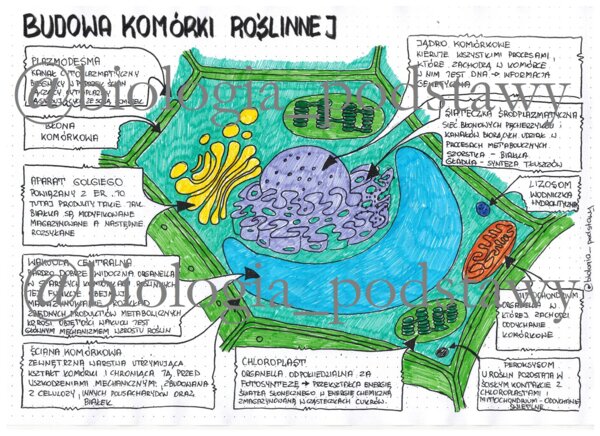 Budowa komórki roślinnej - klasa 5 - sketchnotka
