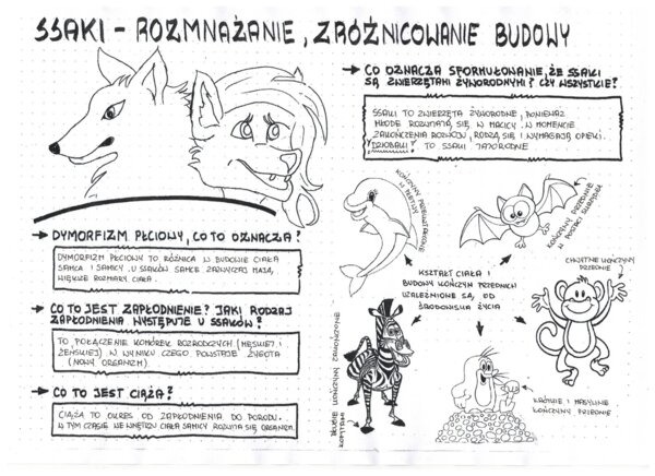 Ssaki - zróżnicowanie budowy ciała - klasa 6- sketchnotka