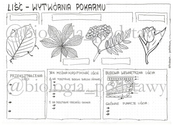 Klasa 5 - Liść - KP