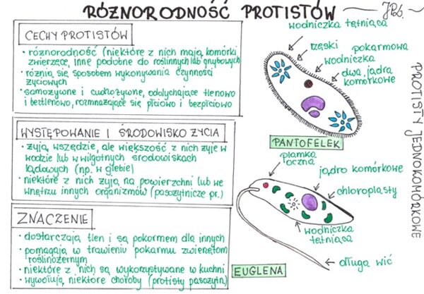 Różnorodność protistów (sketchnotka)