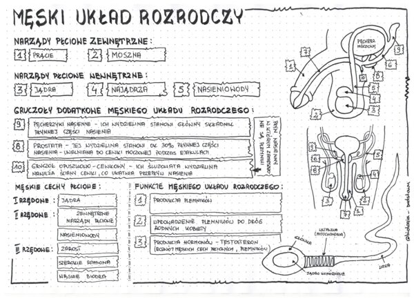 Męski układ rozrodczy - anatomia - klasa 7 - sketchnotka