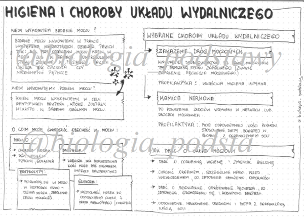 Klasa 7 - Higiena i choroby układu wydalniczego - sketchnotka