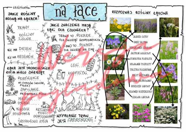 Na łące -przyroda kl. 4 -wypełniona karta pracy/odpowiedzi