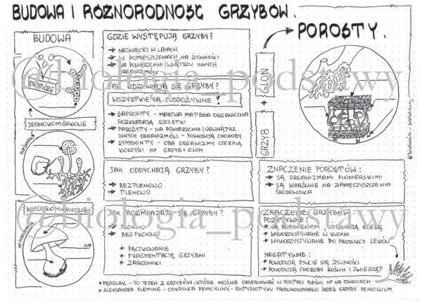 Klasa 5 - Grzyby i Porosty - sketchnotka