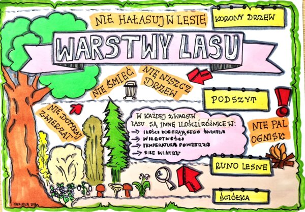 Warstwy lasu. Kolorowa sketchnotka . Klasa 4