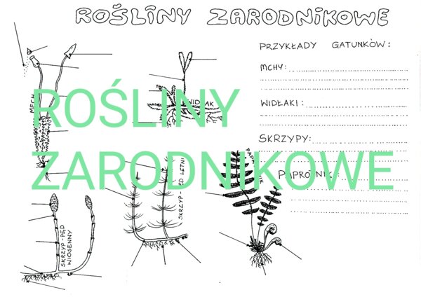 Rośliny zarodnikowe - budowa i przyklady