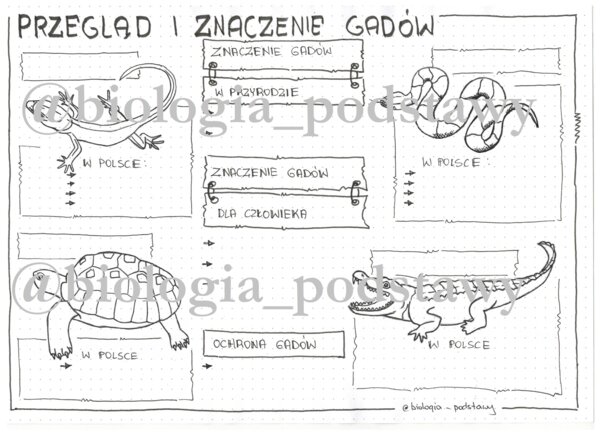 Klasa 6 - Gady - przegląd i znaczenie - KP