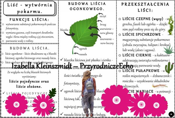 Sketchnotka/książeczka/notatka/wklejka/ściąga dla ucznia i przypomnienie dla nauczyciela/edukacja domowa. Temat „Liść - wytwórnia pokarmu”. Materiał w pdf. Biologia 5, dział „Tkanki i organy roślinne”. Nowość 2024/2025.