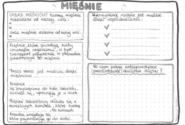 Układ mięśniowy - klasa 7 - szarość