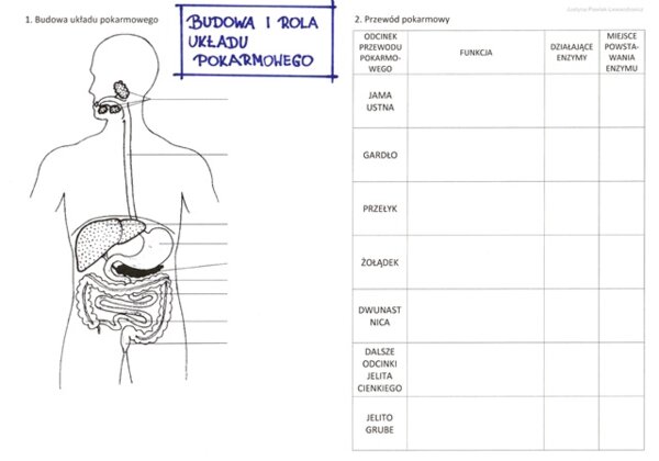 Budowa i rola układu pokarmowego (karta pracy)