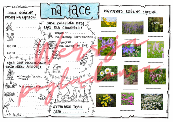 Na łące -przyroda kl. 4