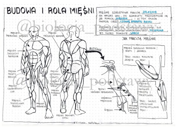 Klasa 7 Budowa i rola mięśni - sketchnotka