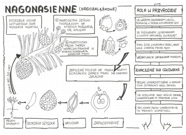Nagonasienne - klasa 5 - sketchnotka