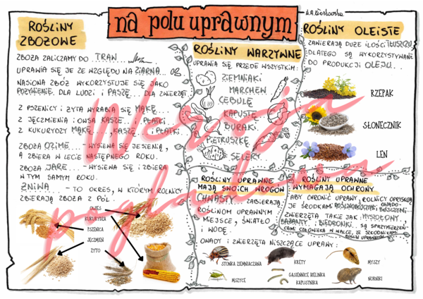 Na polu uprawnym - przyroda kl. 4 - wypełniona karta pracy