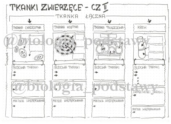 Klasa 6 - Tkanka łączna - karta pracy