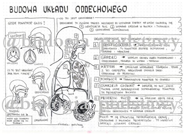 Klasa 7 - Budowa układu oddechowego - sketchnotka