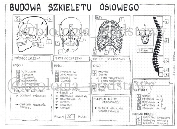 Klasa 7 - Budowa szkieletu osiowego - sketchnotka