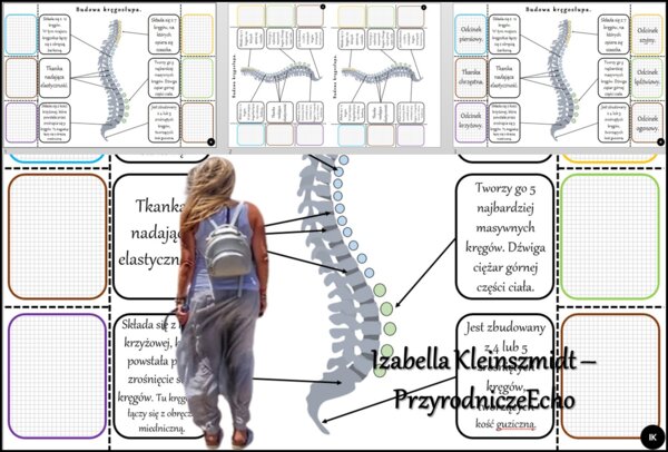 Notatka okienkowa/stacja zadaniowe/notatka interaktywna/notatka graficzna/karta pracy/sketchnotka „Budowa kręgosłupa”, „Kręgosłup” w pdf. „Budowa szkieletu osiowego”. Biologia 7, dział „Aparat ruchu”. Materiał wykonany na podstawie podręcznika z wydawnic