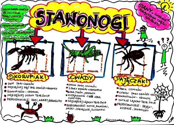 Klasa 6. Biologia. Stawonogi (karta pracy kolorowa)