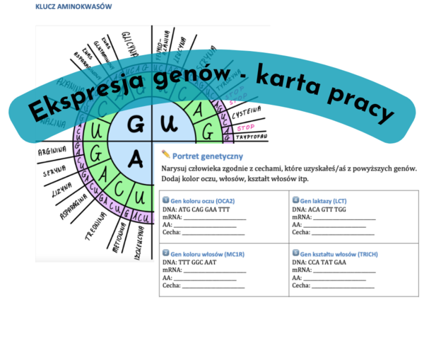 Ekspresja genów - transkrypcja, translacja. Karta genów - portret genetyczny.