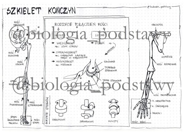Klasa 7 - Szkielet kończyn i ich obręczy - sketchnotka