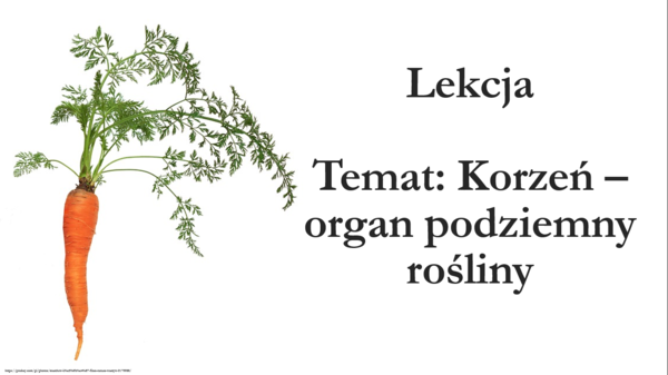 klasa 5 - Korzeń - prezentacja