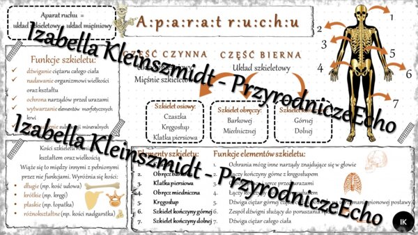 Sketchnotka - notatka „Aparat ruchu. Budowa szkieletu” wykonana w power point do edycji. Biologia 7; „Aparat ruchu”