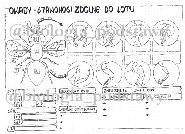 Klasa 6 - Owady - karta pracy