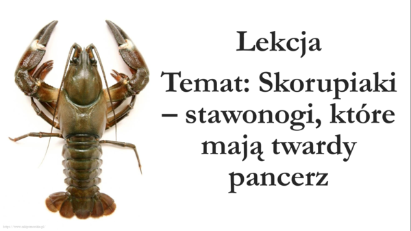 Klasa 6 - Skorupiaki - prezentacja