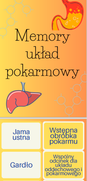 Memory układ pokarmowy