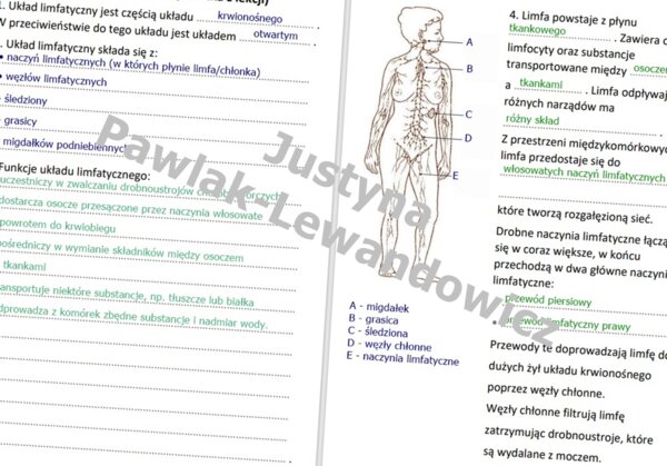 Układ limfatyczny (sketchnotka)