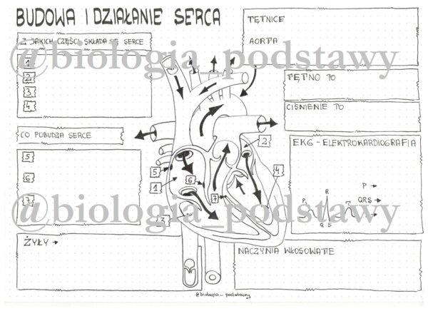 Klasa 7 - Budowa i działanie serca - KP