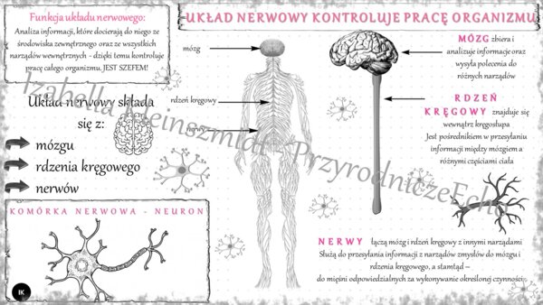 Sketchnotka „Układ nerwowy kontroluje pracę organizmu” w power point do edycji, PRZYRODA do klasy 4 – dział IV „Odkrywamy tajemnice ciała człowieka”