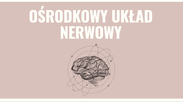 Ośrodkowy układ nerwowy 3 KLASA ROZSZERZENIE BIOLOGIA