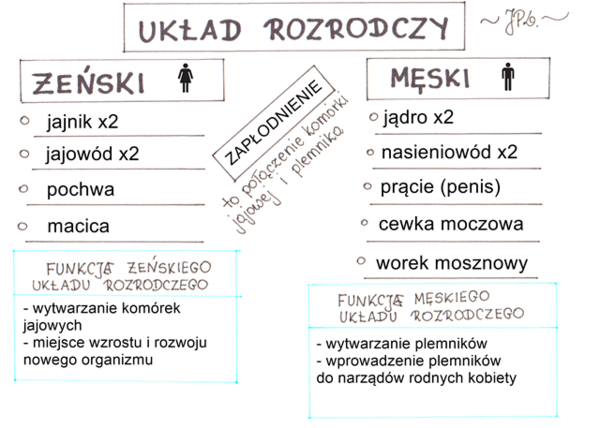 Układ rozrodczy (sketchnotka)