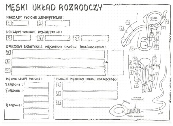 Męski układ rozrodczy - anatomia - klasa 7 - sketchnotka