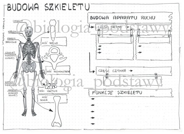 Klasa 7 - Budowa szkieletu - karta pracy