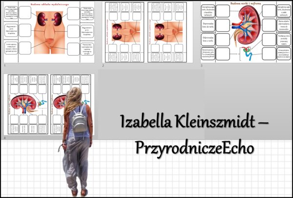 Notatka okienkowa „Budowa układu wydalniczego”, „Budowa nerki”, „Budowa i działanie układu wydalniczego” w pdf. Biologia 7 dział „Układ wydalniczy”.