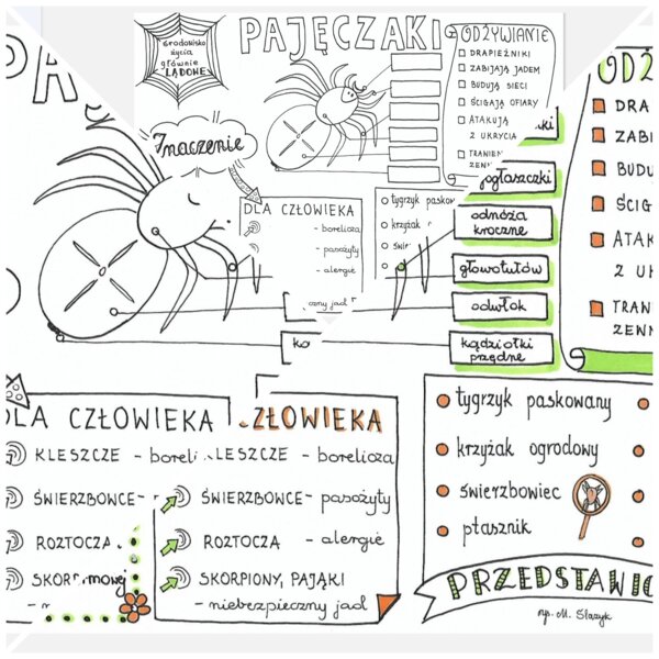 Pajęczaki - 3 karty PDF