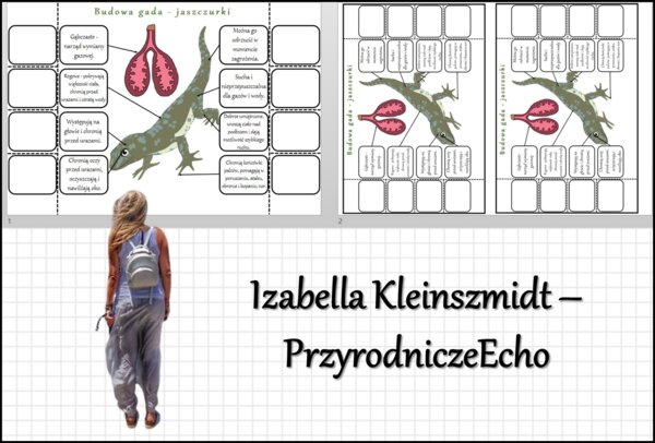 Notatka okienkowa „Budowa jaszczurki”, „Gady-kręgowce, które opanowały ląd” w pdf. Biologia 6 dział „Kręgowce zmiennocieplne”.