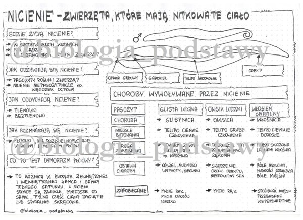 Klasa 6 - Nicienie - sketchnotka