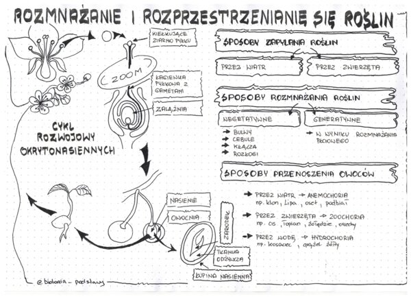 okrytonasienne cz.2 - klasa 5 - sketchnotka