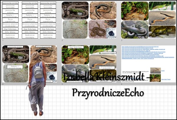 Materiał do zalaminowania/praca w grupach/stacje zadaniowe/układanka/puzzle „Przegląd i znaczenie gadów” w pdf. Biologia 6, dział „Kręgowce zmiennocieplne”.