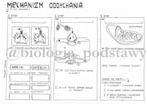 Klasa 7 - Mechanizm oddychania - KARTA PRACY
