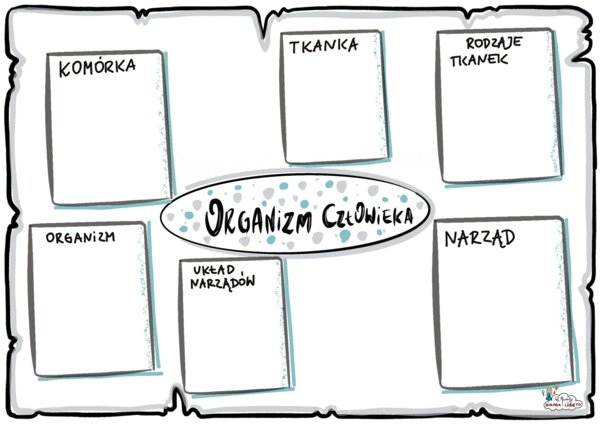 Klasa 7 - Organizm Człowieka - KP