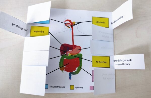 Układ pokarmowy - okienkowa notatka