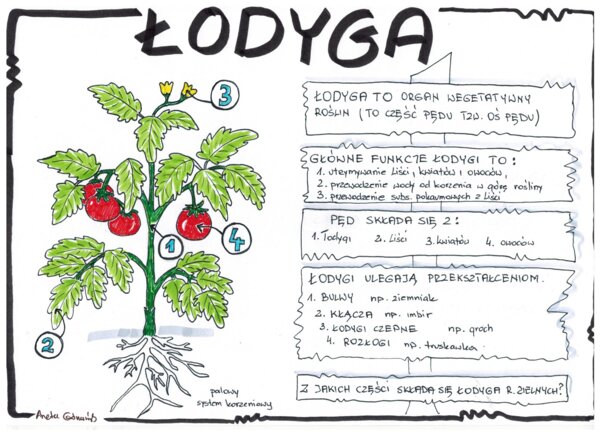 Łodyga - biologia klasa 5