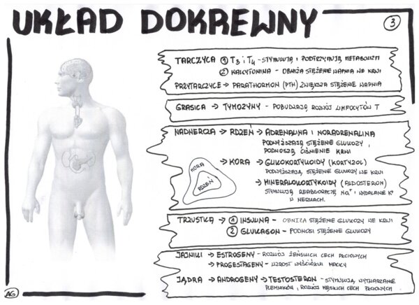 Biologia. Układ dokrewny - wklejka 3