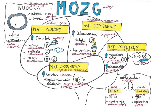 układ nerwowy klasa 7 - sketchnotki przetłumaczone na j. ukraiński